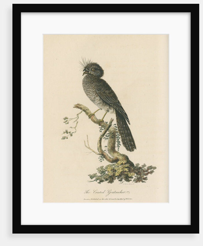 'The Crested Goatsucker' by Sarah Stone