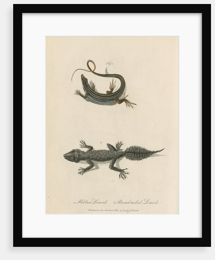 'Ribbon Lizard and Broad-tailed Lizard' by Sarah Stone