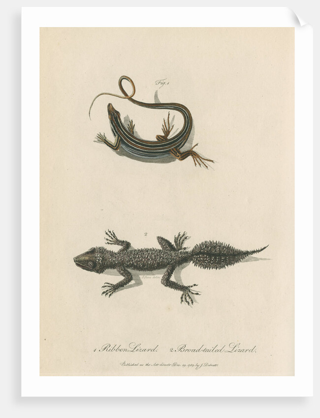 'Ribbon Lizard and Broad-tailed Lizard' by Sarah Stone