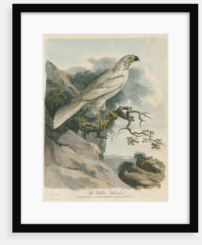 'The White Hawk' by Sarah Stone