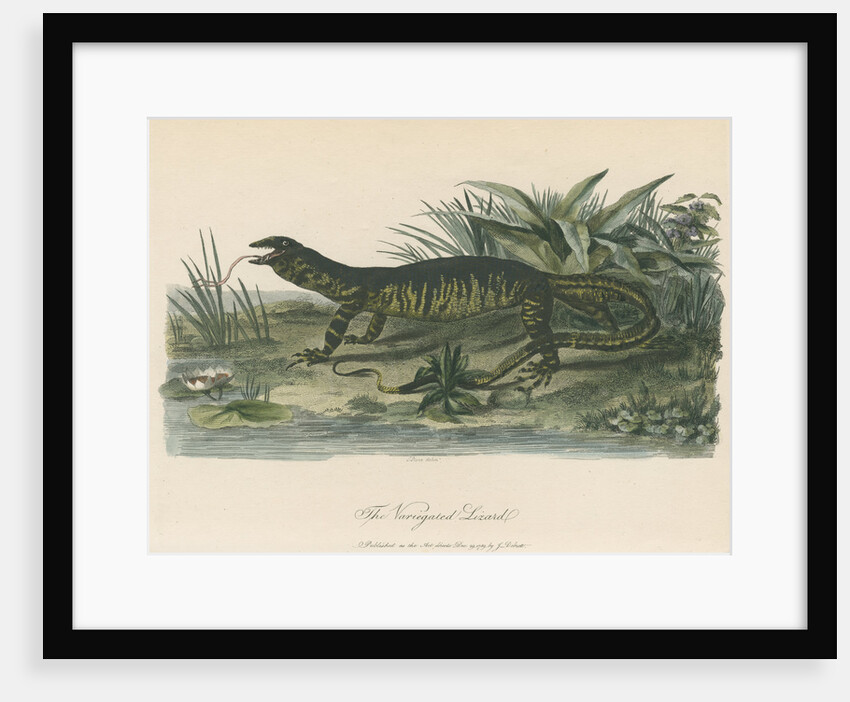 'The Variegated Lizard' by Sarah Stone