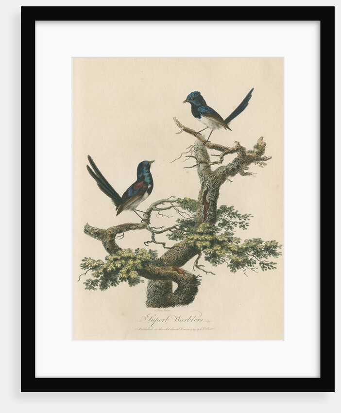 'Superb warblers' by Sarah Stone