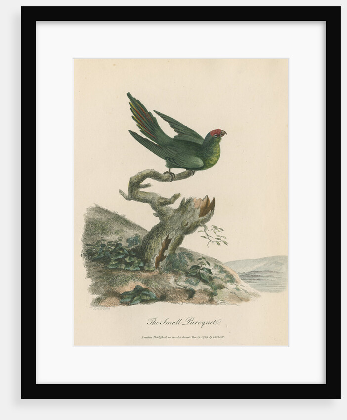 'The Small Paroquet' by Sarah Stone