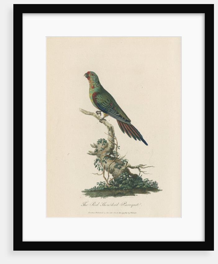 'Red Shouldered Paroquet' by Sarah Stone