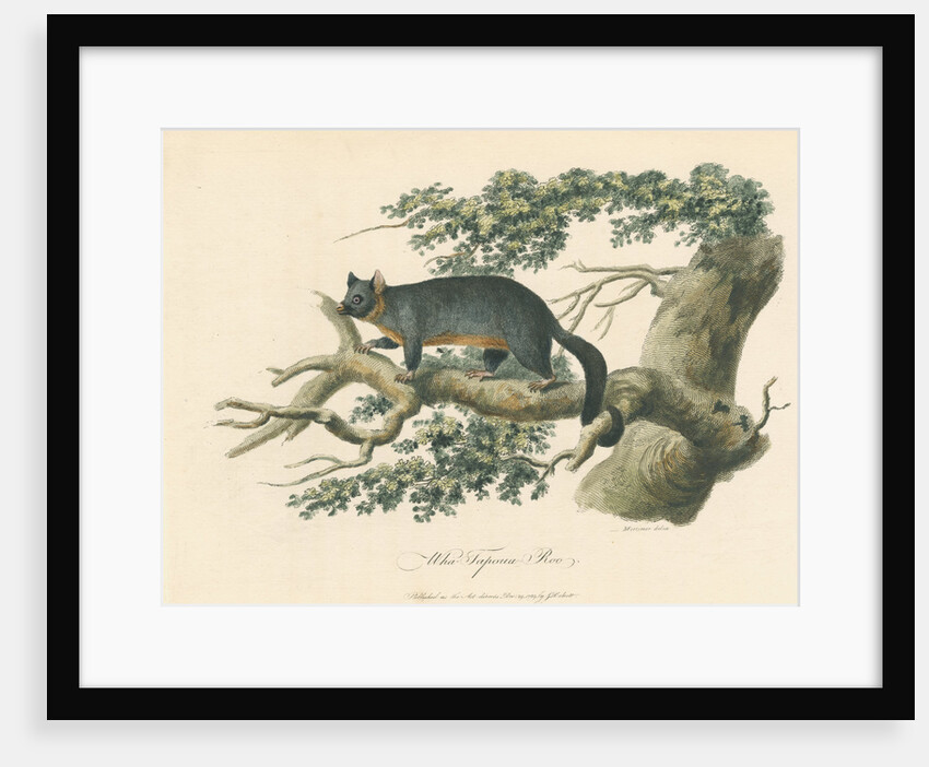 'Wha-Tapoua Roo' [Common brushtail possum] by Mortimer