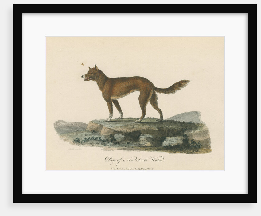 'Dog of New South Wales' by Mortimer