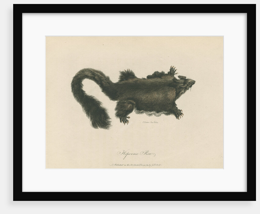 'Hepoona Roo' [Greater glider] by Charles Catton the younger