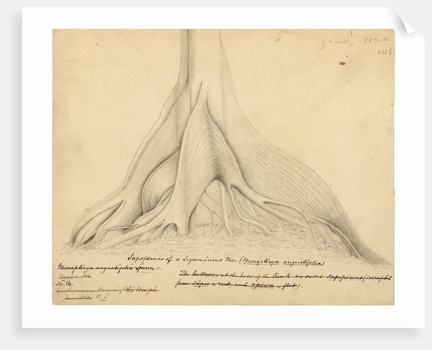 Buttresses of a Leguminous tree by Richard Spruce