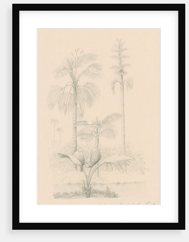 Vegetation sketch by Richard Spruce