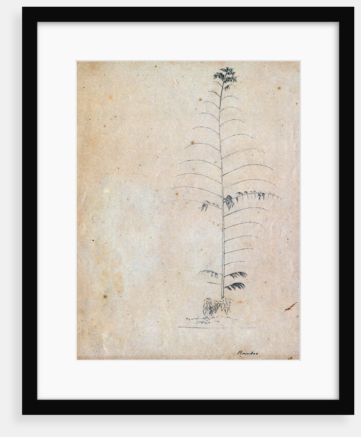 Bamboo sketch by Richard Spruce