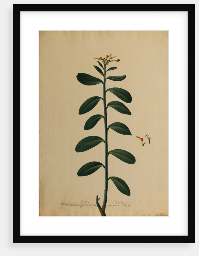 Tithymaloides lauro-cerasi folio by Georg Dionysius Ehret