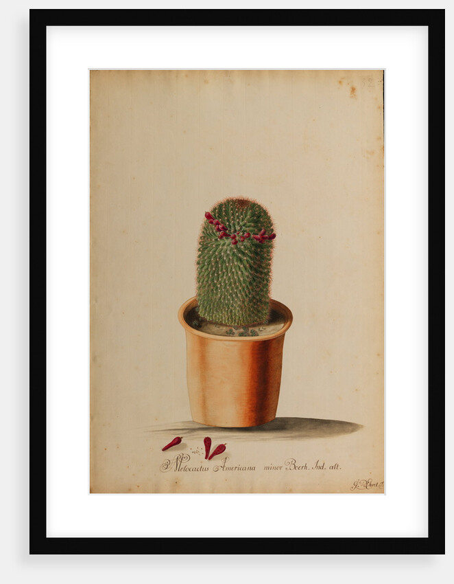 Melocactus americana minor Boerh by Georg Dionysius Ehret