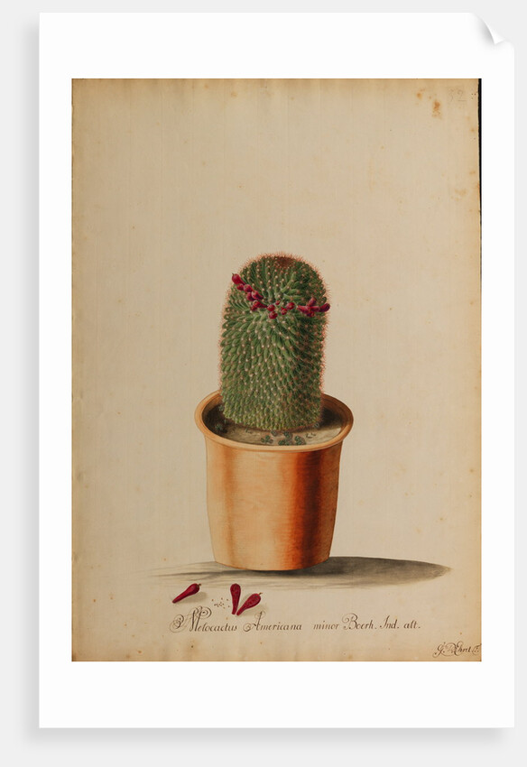 Melocactus americana minor Boerh by Georg Dionysius Ehret