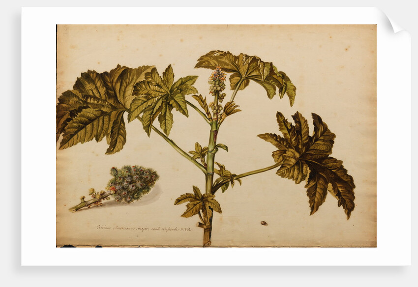 Ricinus americanus by Georg Dionysius Ehret