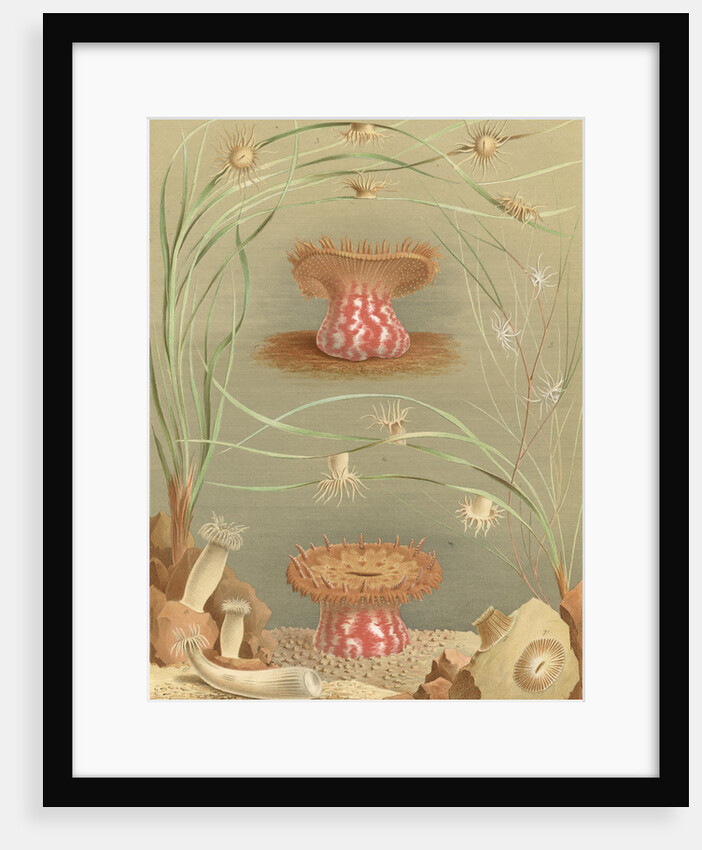 ‘Ragactis, Anemonia, Aiptasia…' [Sea anemones] by Werner & Winter GmbH