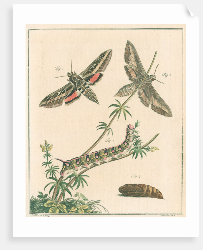 Striped hawk moth by Johann Rudolf Schellenbur