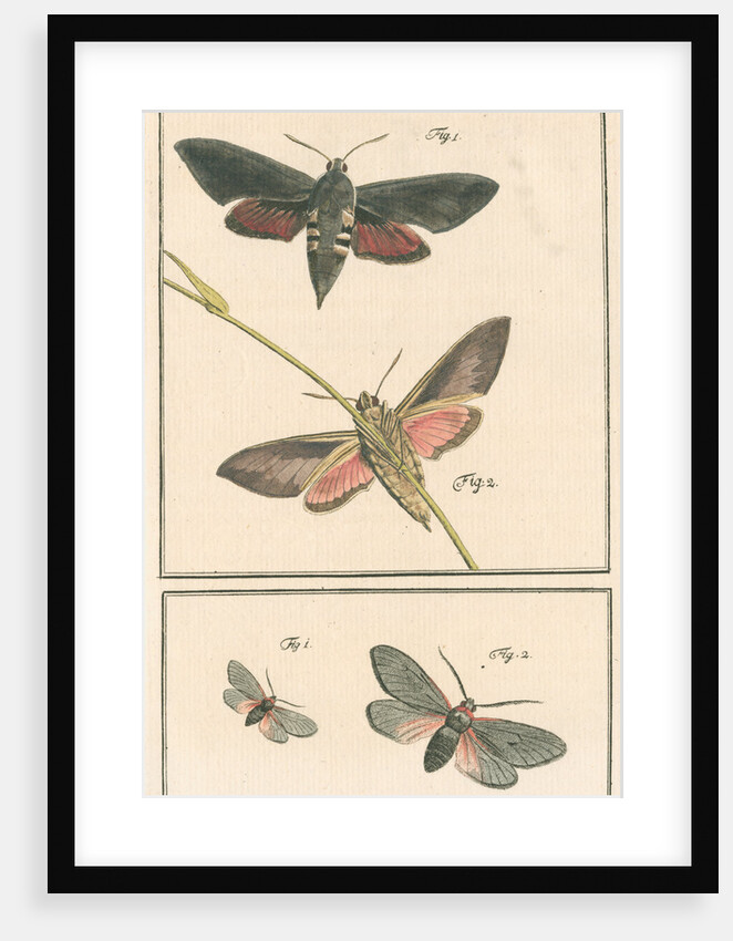 Studies of two moths by Johann Rudolf Schellenbur