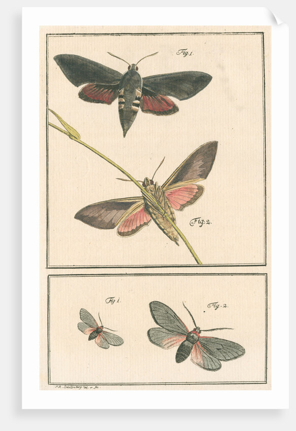 Studies of two moths by Johann Rudolf Schellenbur
