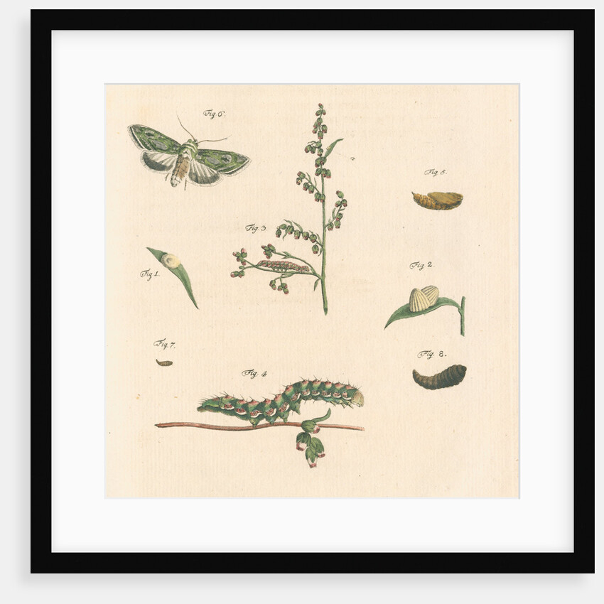 Green silver-spangled shark moth by Johann Rudolf Schellenbur