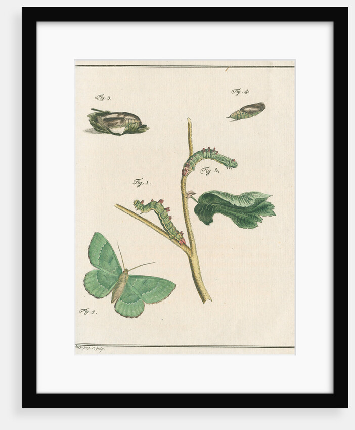 Large emerald moth by Johann Rudolf Schellenbur