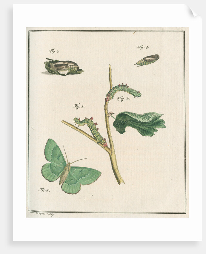 Large emerald moth by Johann Rudolf Schellenbur