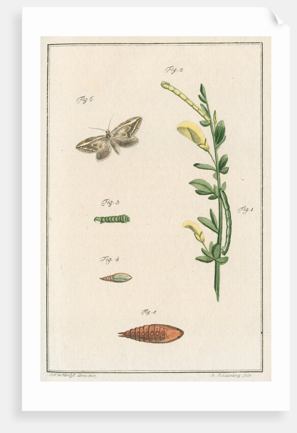 Broom moth by Johann Rudolf Schellenbur