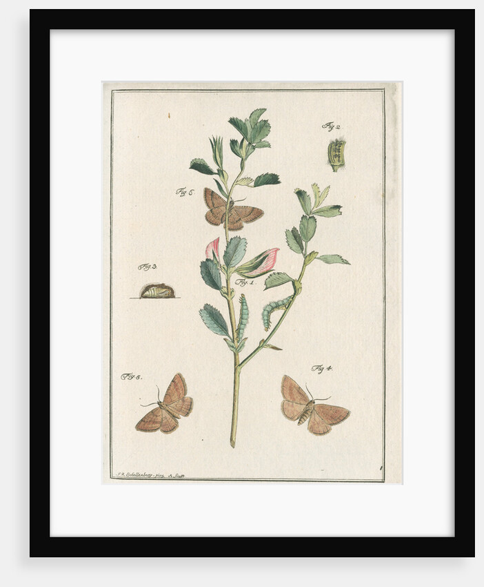 Rest harrow moth by Johann Rudolf Schellenbur