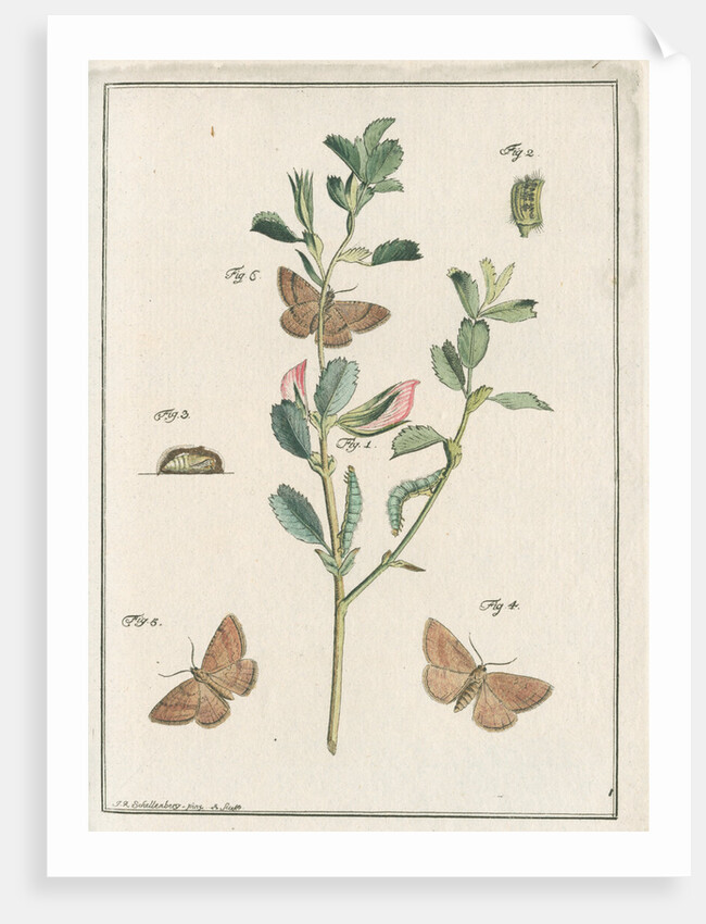 Rest harrow moth by Johann Rudolf Schellenbur