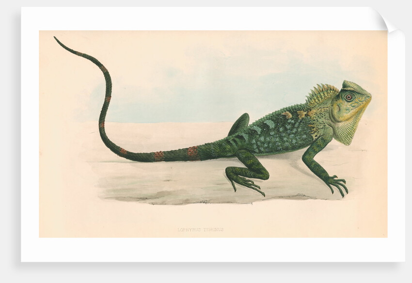 Lophyrus tigrinus by Unknown