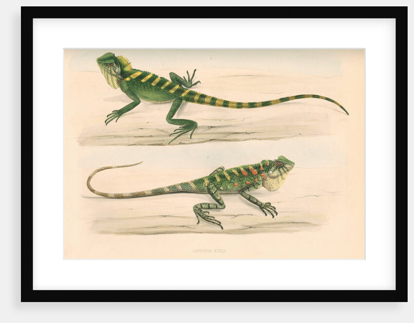 Lophyrus kuhlii by Unknown