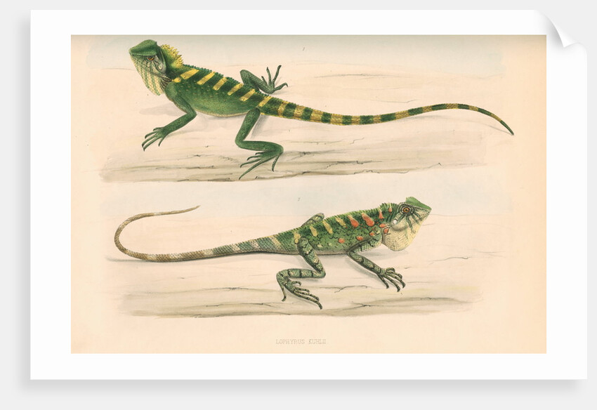 Lophyrus kuhlii by Unknown