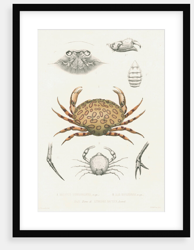 Studies of three crabs by Unknown
