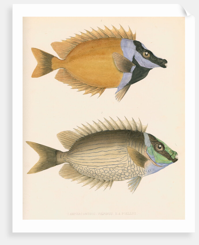 Studies of two fishes by Unknown