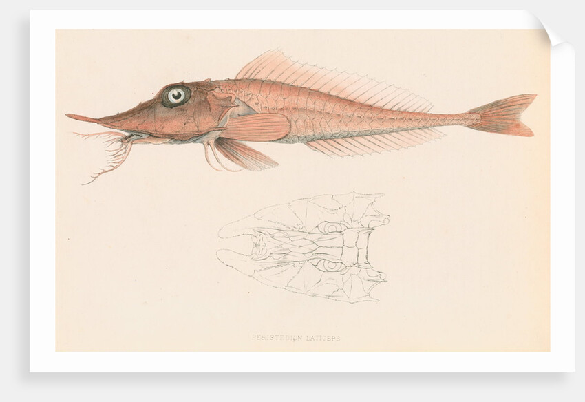 Peristedion laticeps by Unknown