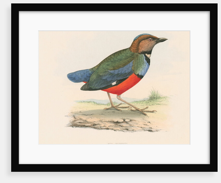 Pitta celebensis by Unknown