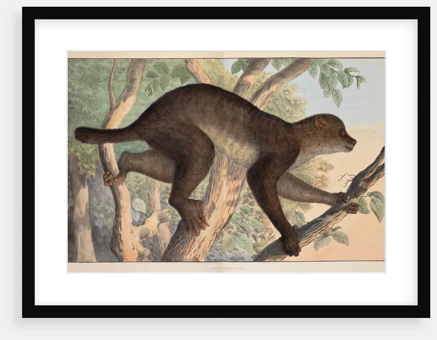 Stenops potto by Unknown