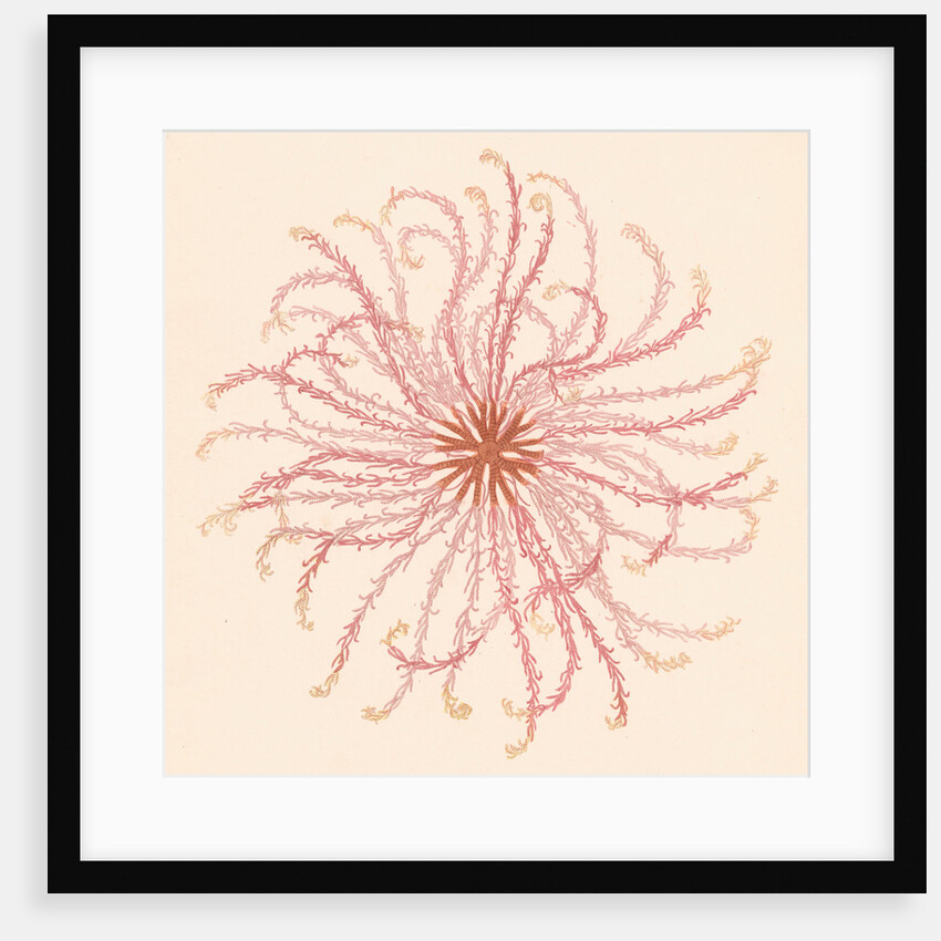 Comatula novae guineae by Unknown