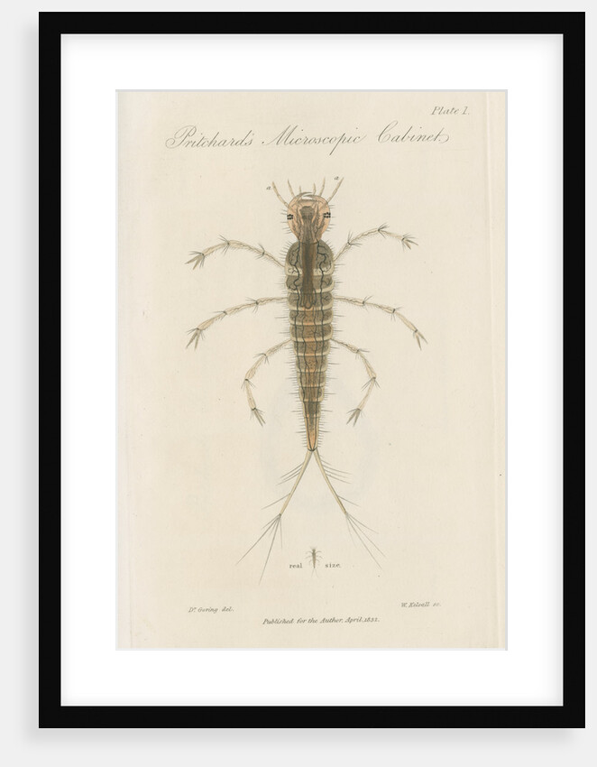 Larva of Dytiscus by William Kelsall