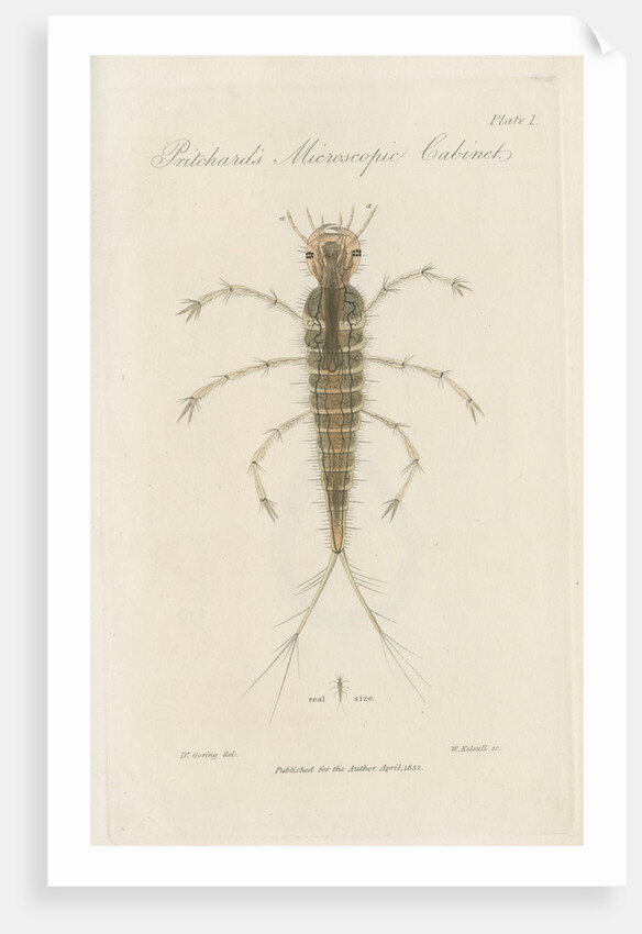 Larva of Dytiscus by William Kelsall