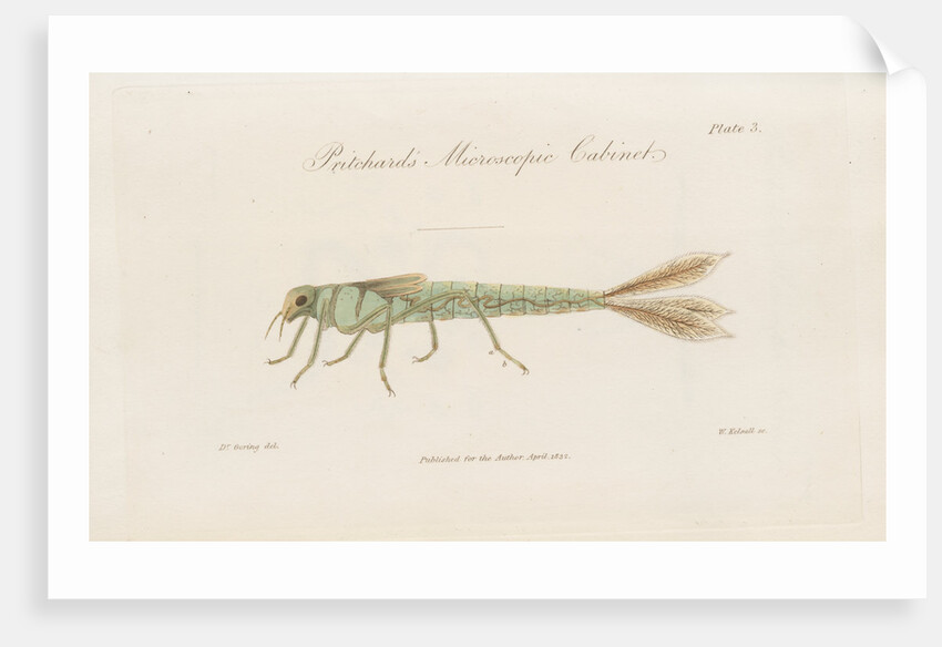 Damselfly larva by William Kelsall