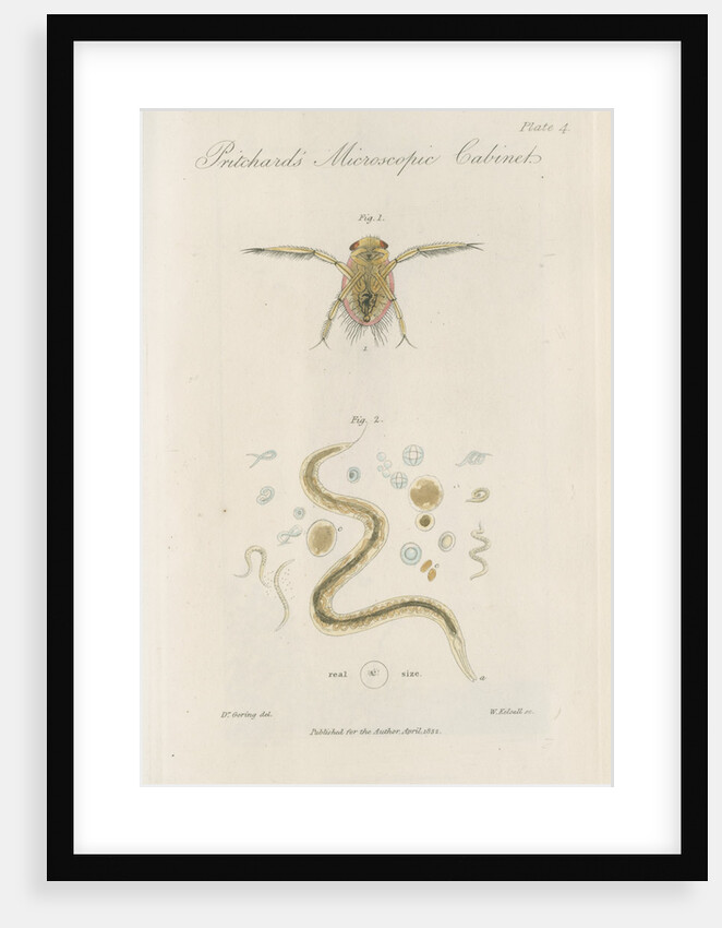 Pygmy backswimmer and ‘Eel animalcule’ by William Kelsall