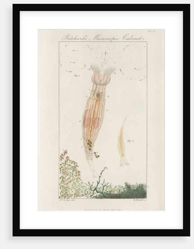 Freshwater rotifer by William Kelsall