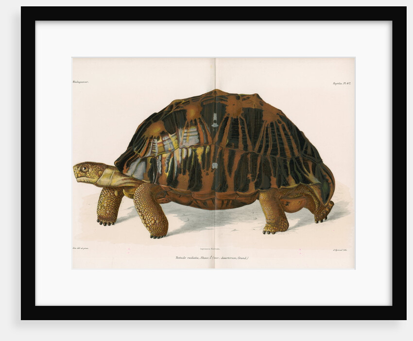 Radiated tortoise by André Revillon d'Apreval