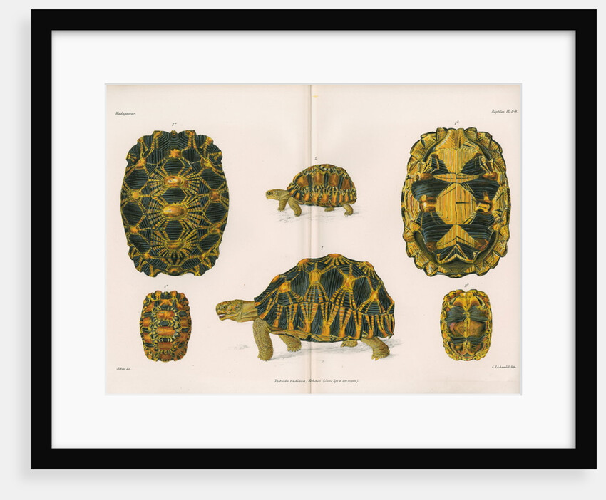 Radiated tortoise by Louis Léchaudel