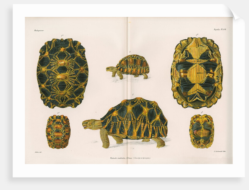 Radiated tortoise by Louis Léchaudel