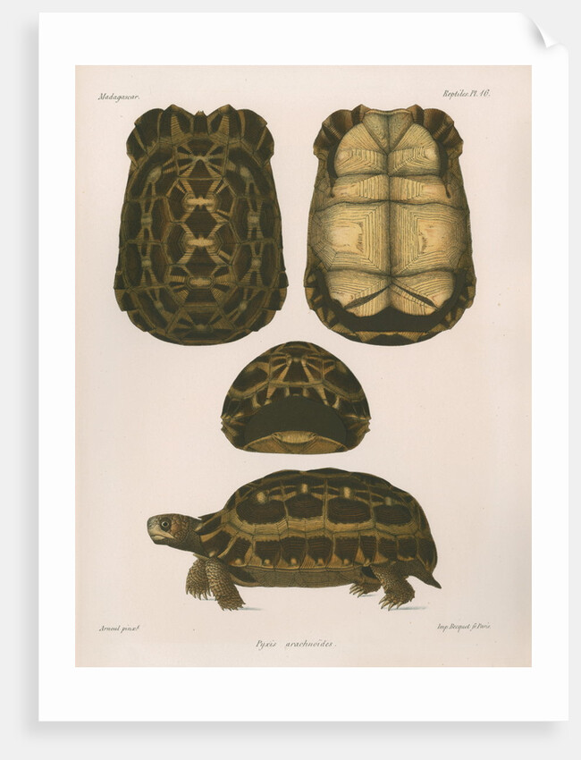 Spider tortoise by Étienne Alexandre Arnould Locard