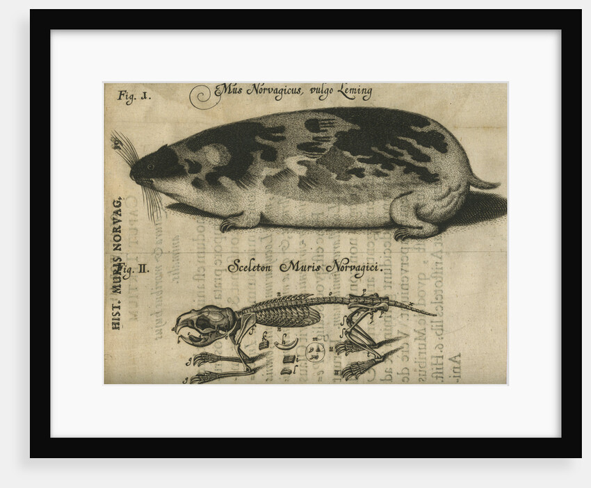 Norway lemming by Unknown