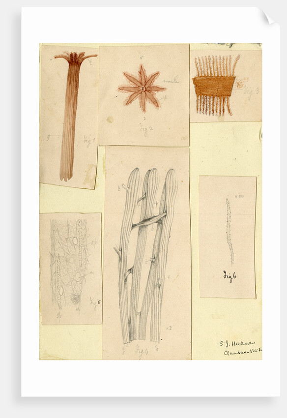 ‘Clavularia viridis’ by Sydney John Hickson