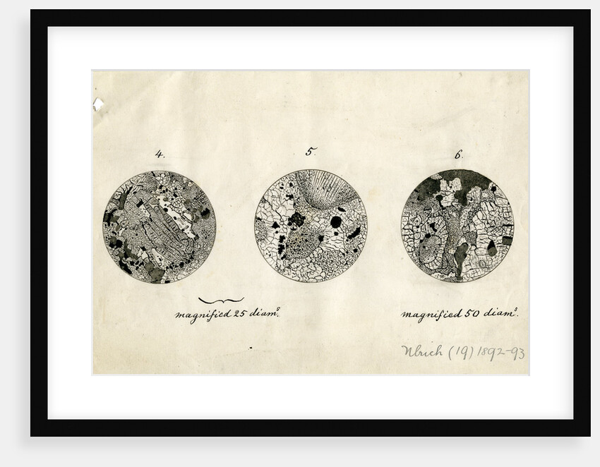 Sections of meteorite by George Henry Frederick Ulrich