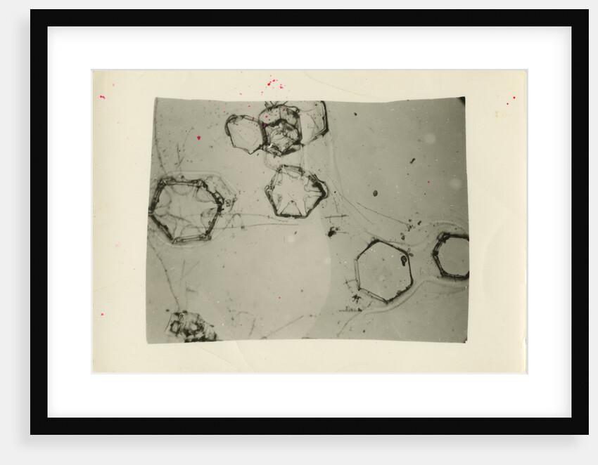 Snow crystals by Unknown